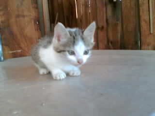 image file name: 2k63c8688d37.jpg